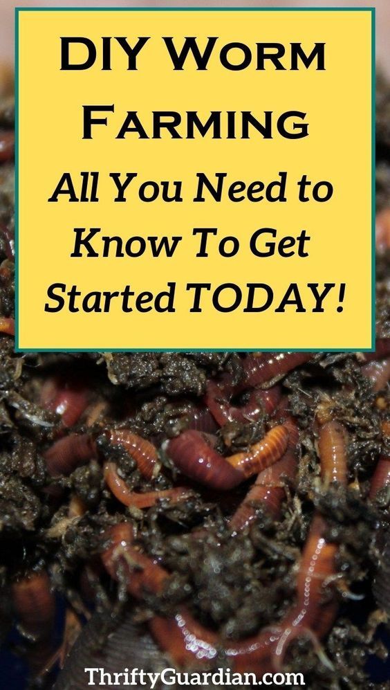 a pile of worms with the words diy worm farming all you need to know to get started today