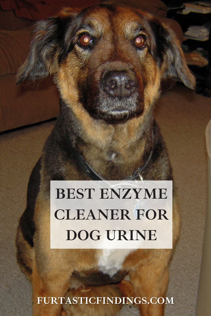 a dog sitting on the floor with a sign that says best enzyme cleaner for dog urine