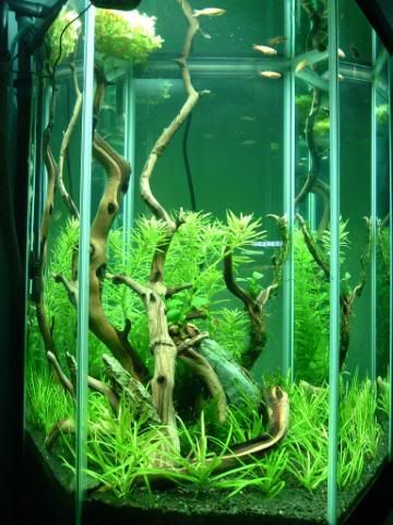 an aquarium filled with green plants and fish