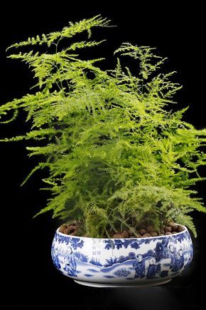 a plant in a blue and white bowl on a black surface with green leaves growing out of it