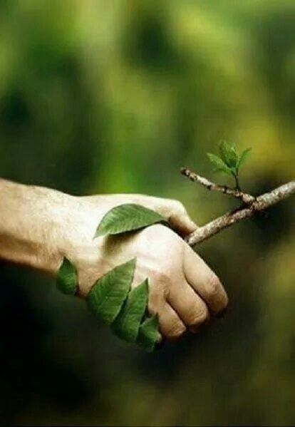 a person holding a branch with the words respect nature and it will provide you with abundance