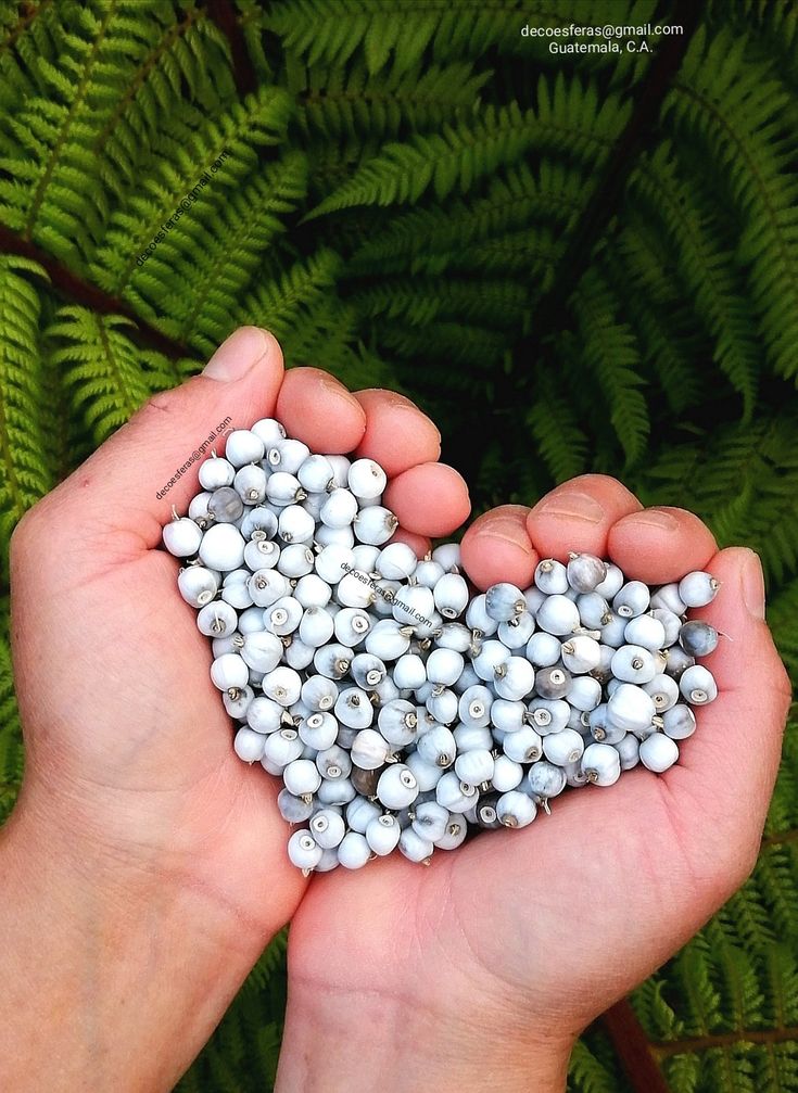 two hands holding small white balls in the shape of a heart on top of green plants