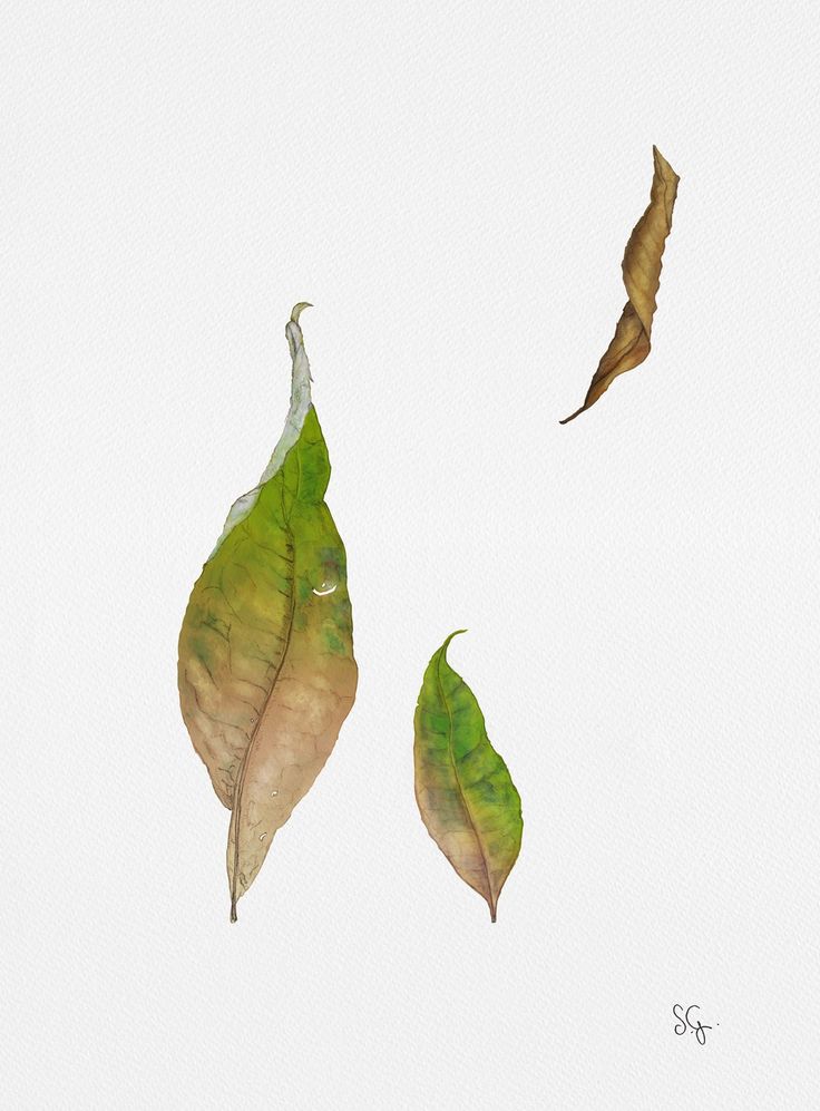 two leaves floating in the air next to each other