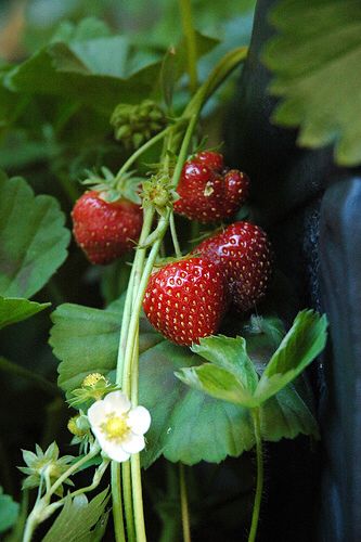 three strawberries are growing on the plant with green leaves and white flowers around them