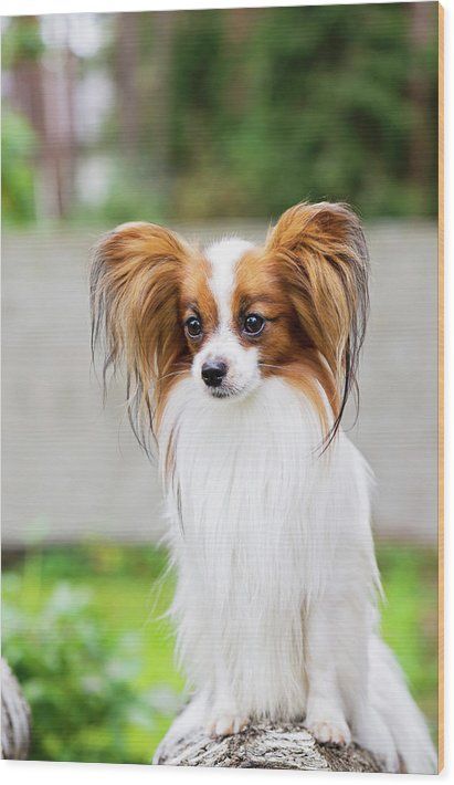 a brown and white dog with long hair sitting on top of a wooden bench hand towel