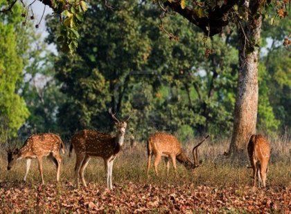 several deer standing in the grass near trees