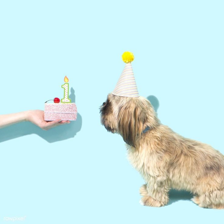 a small dog is looking at a birthday cake