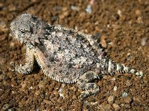 a close up of a small lizard on the ground