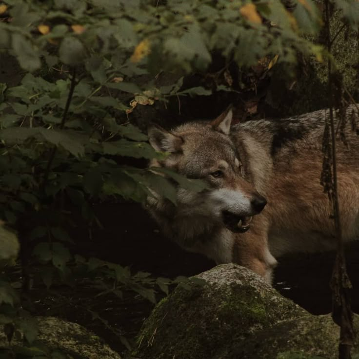 a wolf standing in the woods looking at something