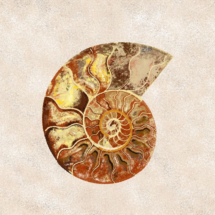 an ammonet shell is shown on a white background with brown and yellow colors