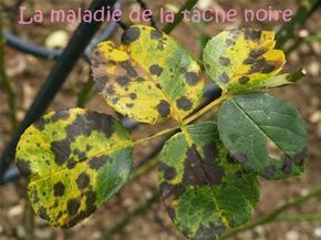 yellow and brown leaves with black spots on them