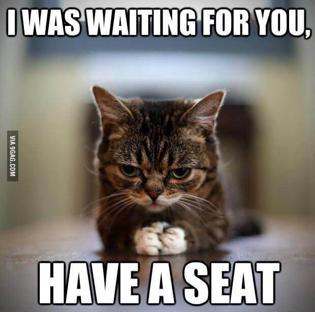 an image of a cat with caption that reads i was waiting for you, have a seat