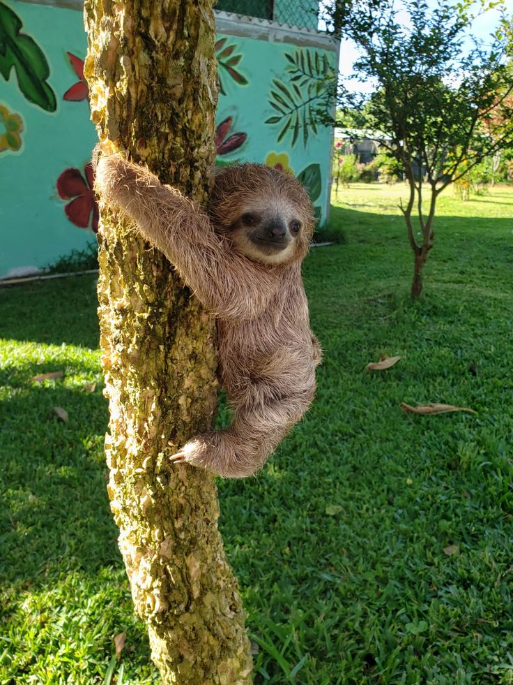 a baby sloth climbing up the side of a tree