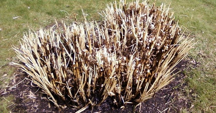 some very pretty looking plants in the grass