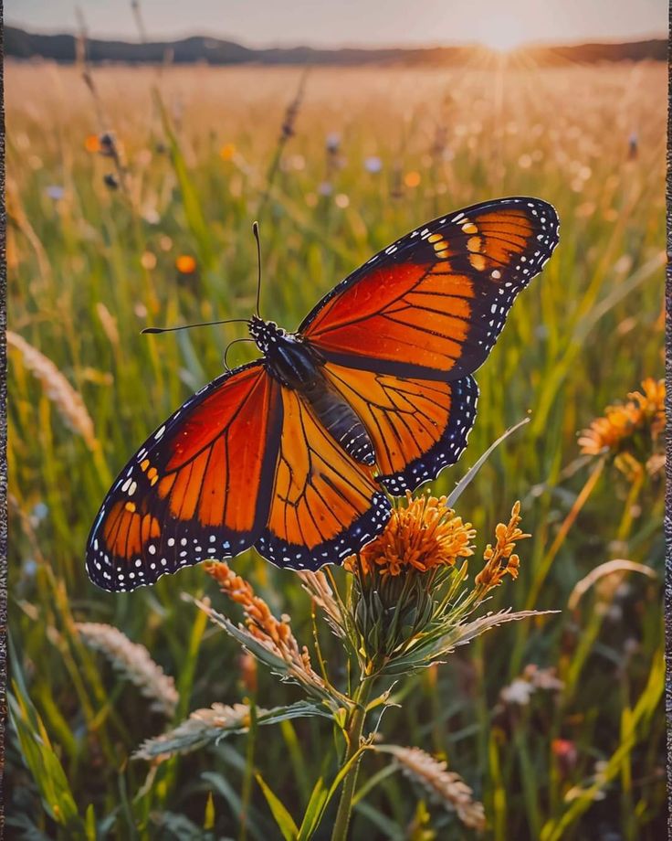 two orange butterflies sitting on top of a flower in a grass field with the sun behind them