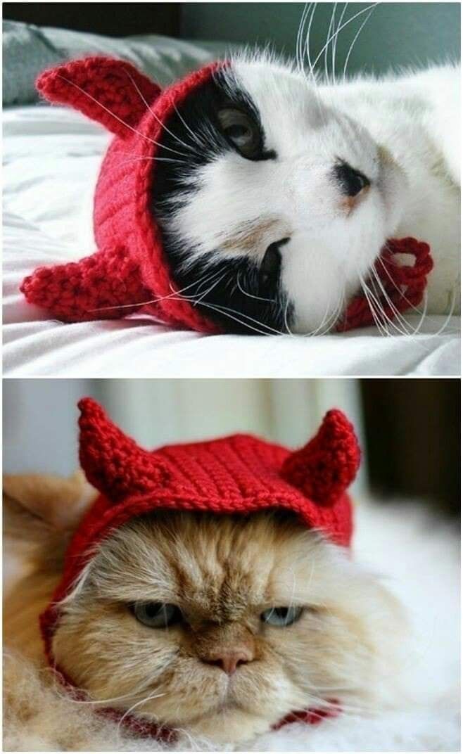 two pictures of a cat wearing a knitted devil hat