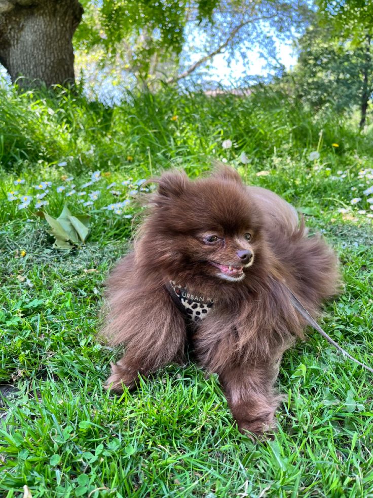 a small brown dog sitting on top of a lush green field