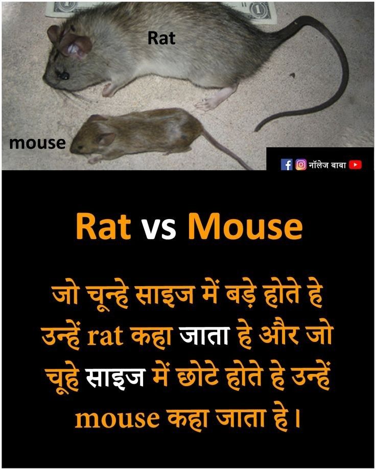 rat vs mouse in hindi with caption