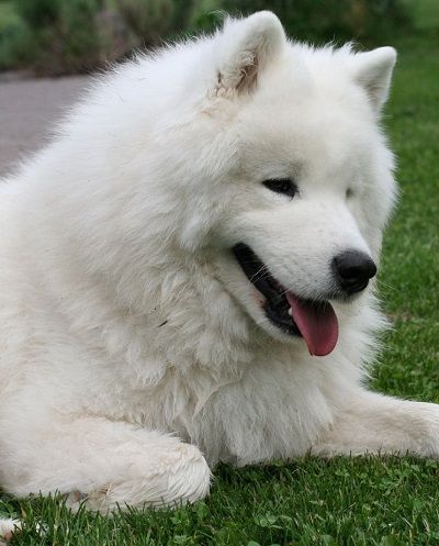 a large white dog laying on top of a lush green field