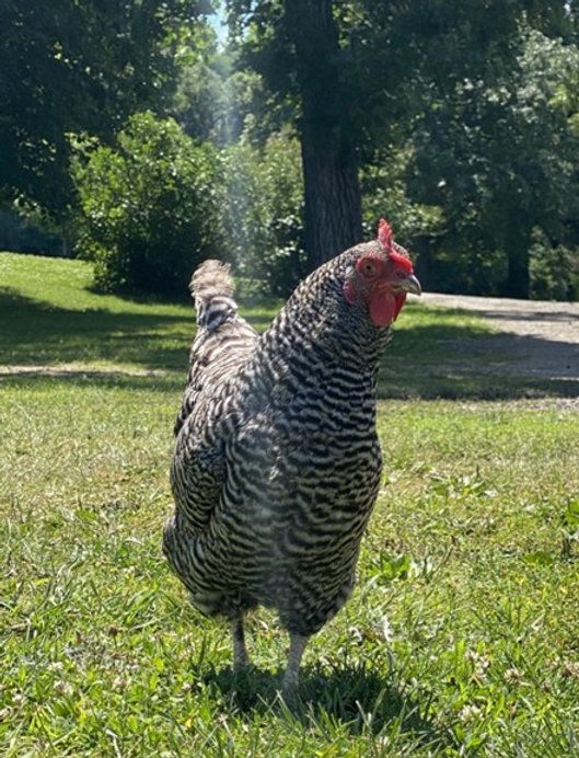 a large chicken standing on top of a lush green grass covered field next to a tree