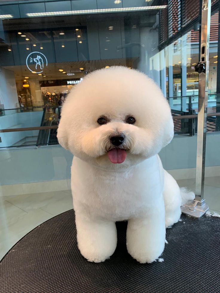 a white fluffy dog sitting on top of a black table in front of a store