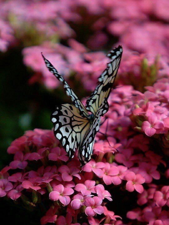 two butterflies sitting on top of pink flowers