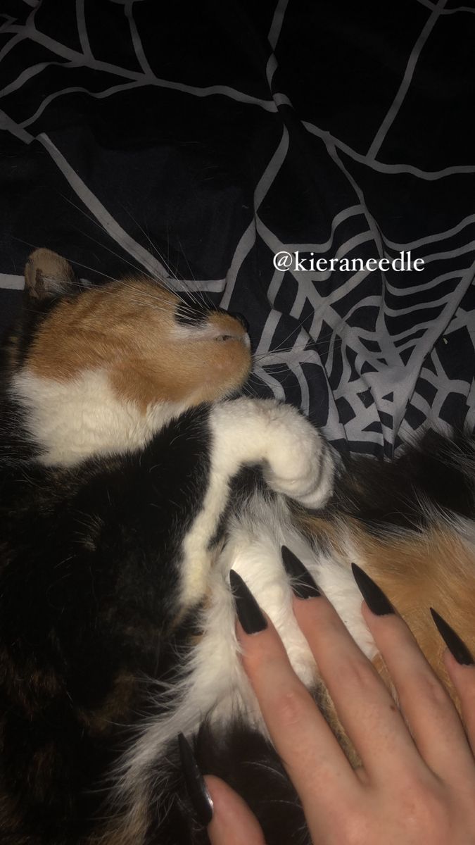 a person is petting a cat with their hand on it's back while laying down