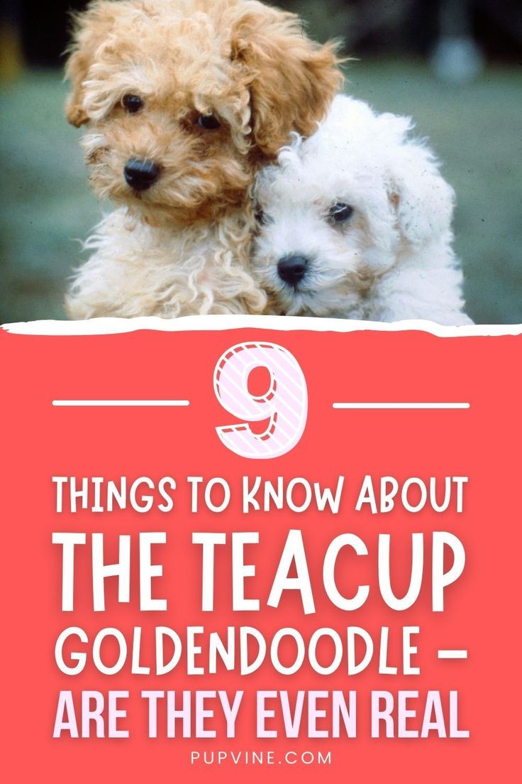 two dogs with the title 9 things to know about the teacup goldendoodle