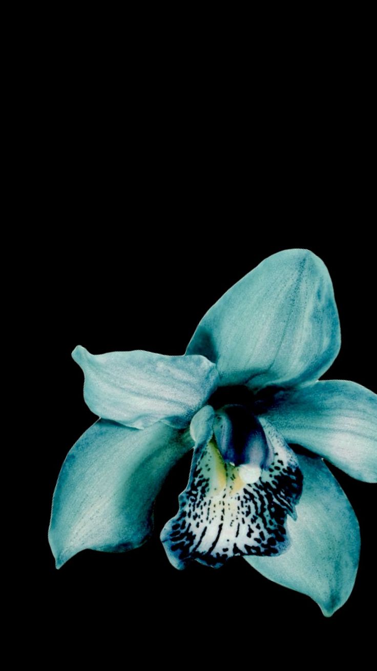 a blue flower on a black background with the center petals open and it looks like an orchid