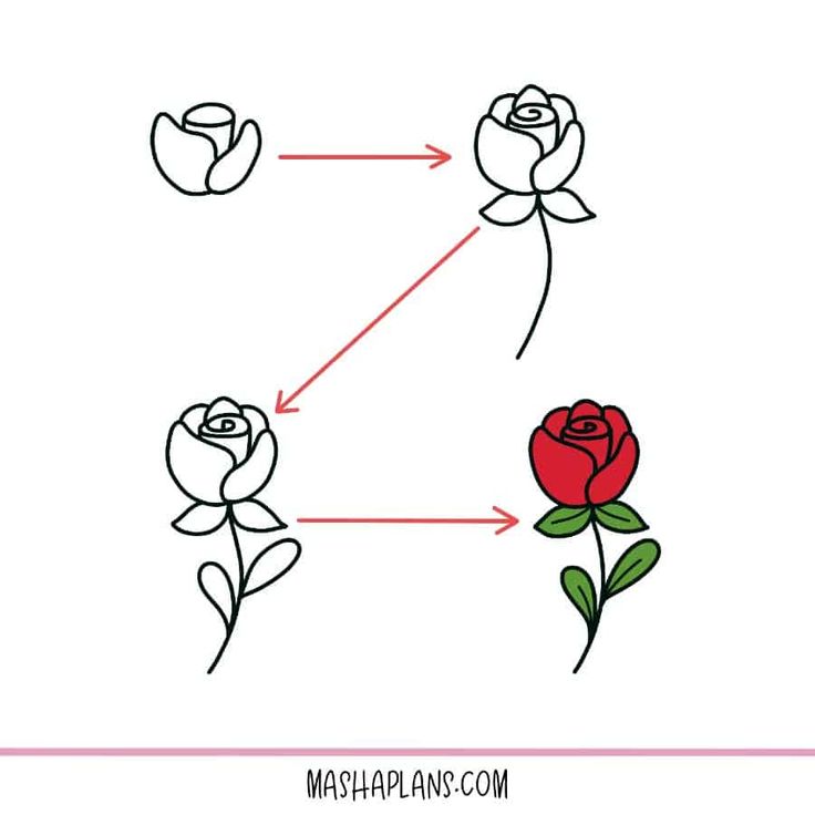 an image of two roses with arrows pointing to the same flower and one red rose