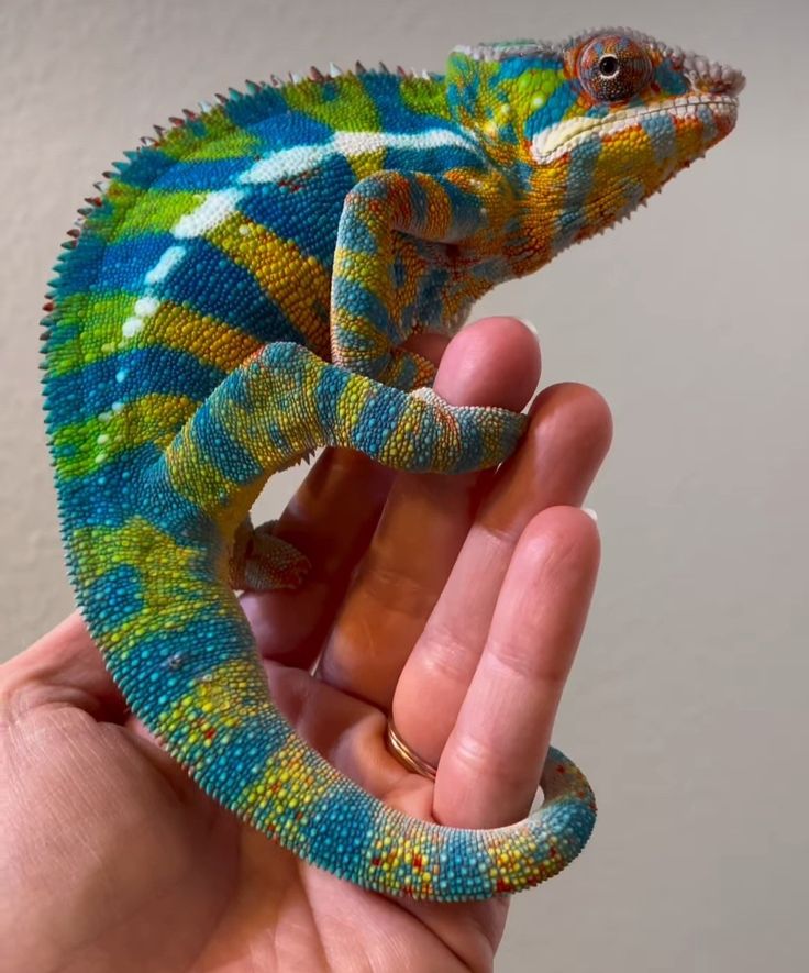 a hand holding a small blue and green chamelon