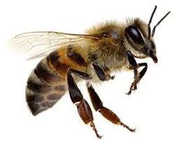 a close up of a bee on a white background