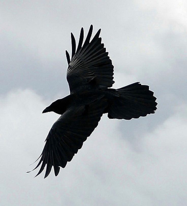 a large black bird flying through the sky