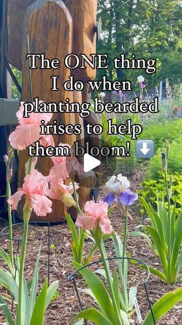 some pink flowers are in front of a wooden pole with the words, the one thing i do when planting bearded irises to help them bloom