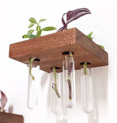 three clear vases with plants in them hanging from a wooden shelf on the wall