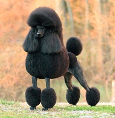 a black poodle walking across a grass covered field with trees in the back ground