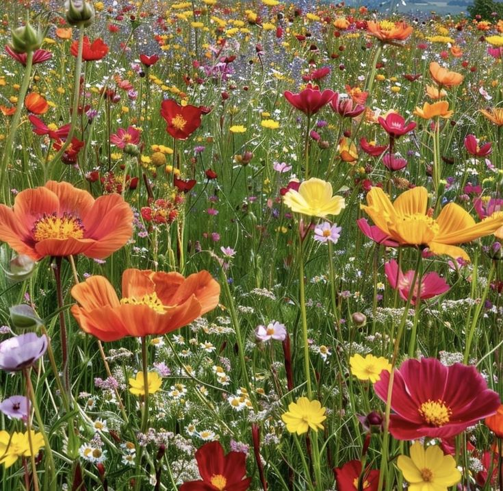 a field full of different colored flowers