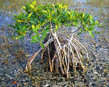 a small tree that is growing out of the ground in some dirt and grass with roots sticking out of it