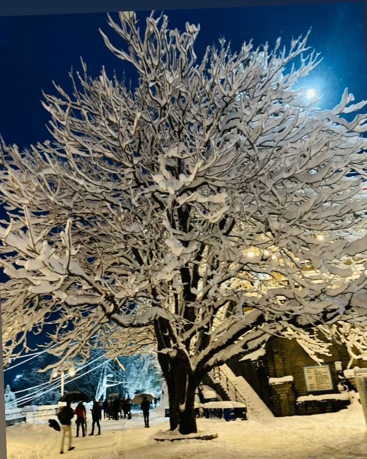 people are walking in the snow near a tree