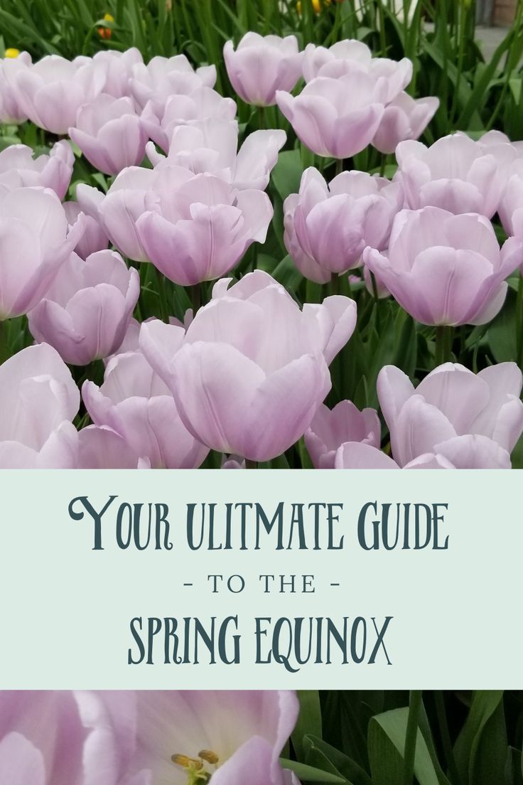 pink tulips with the words your ultimate guide to the spring equinox