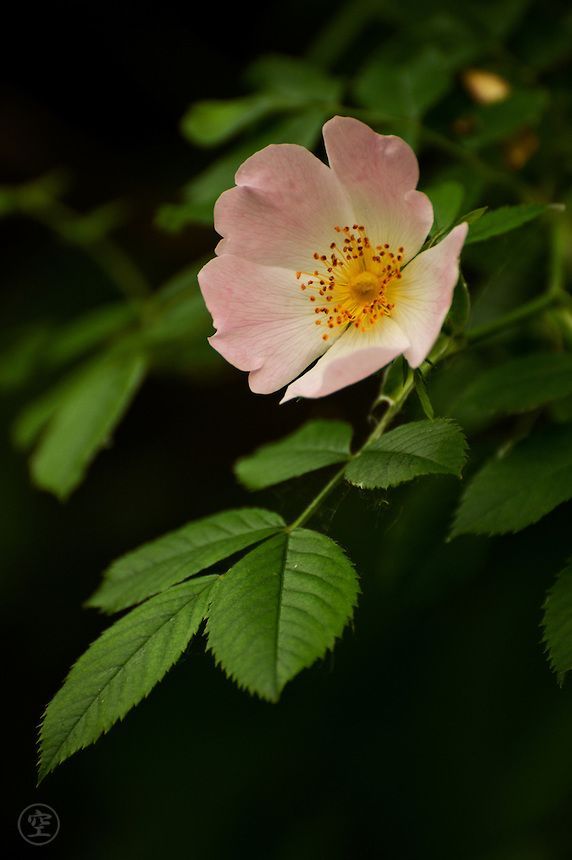 a pink flower with yellow center sitting on top of a green leaf covered tree branch