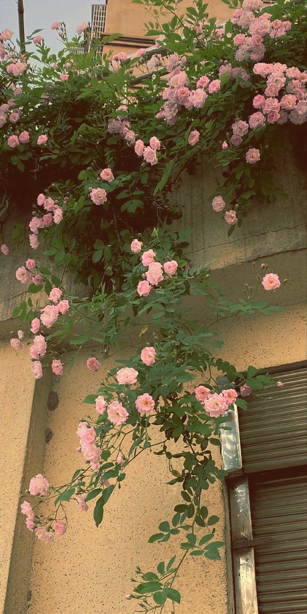 pink flowers growing on the side of a building