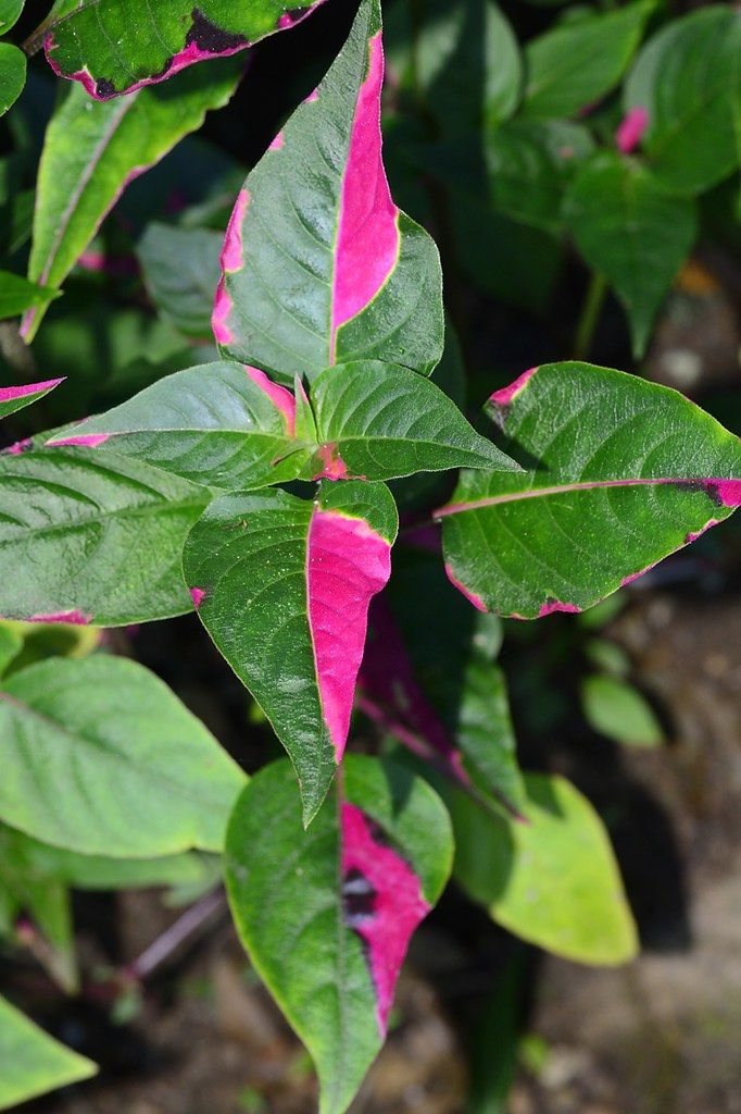 pink flowers with green leaves in the background