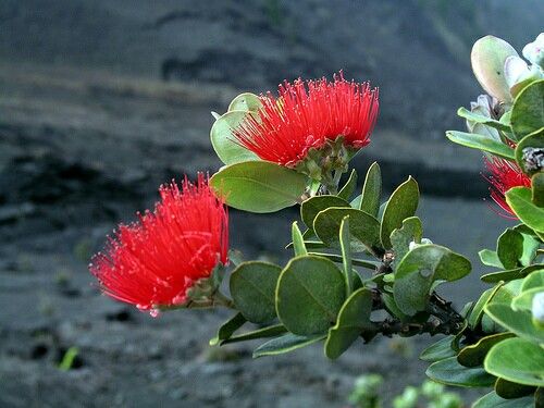 two red flowers are blooming on a tree branch in front of some rocks and water