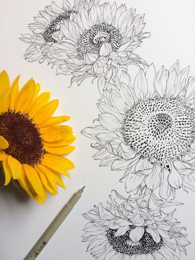 the sunflowers are drawn in black and white on paper next to a pencil