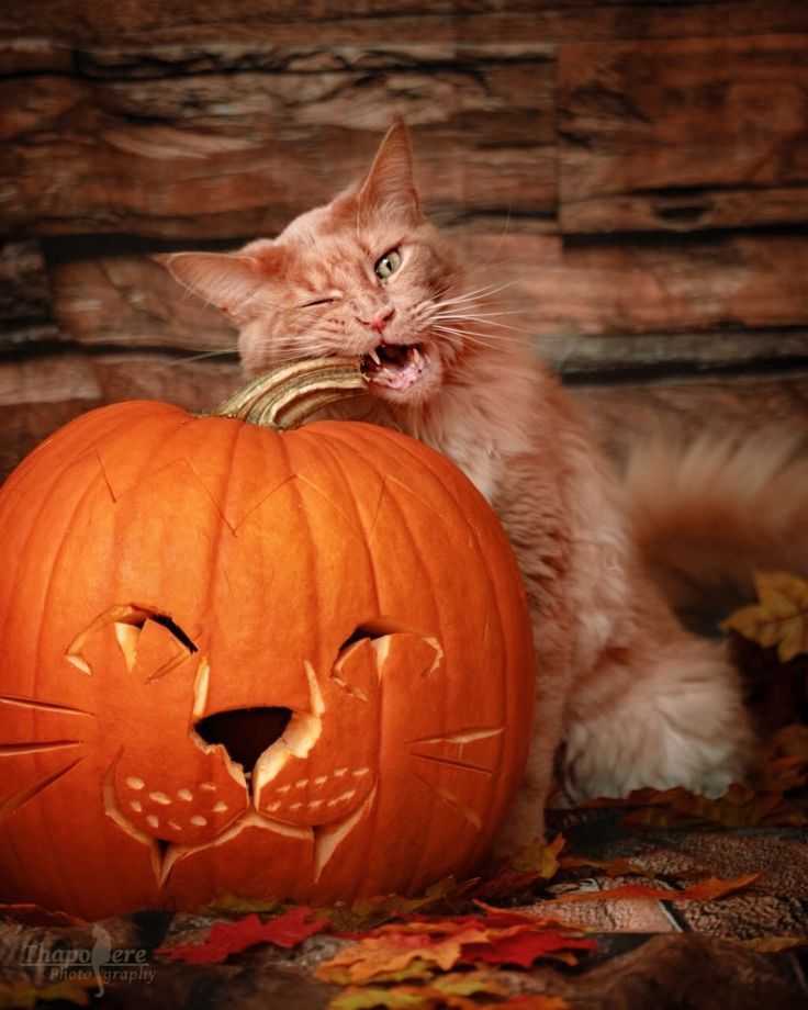 a cat is sitting next to a pumpkin with its mouth open and it's head sticking out