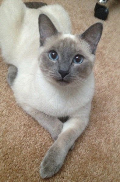 a siamese cat laying on the floor with its head turned to the side and eyes wide open