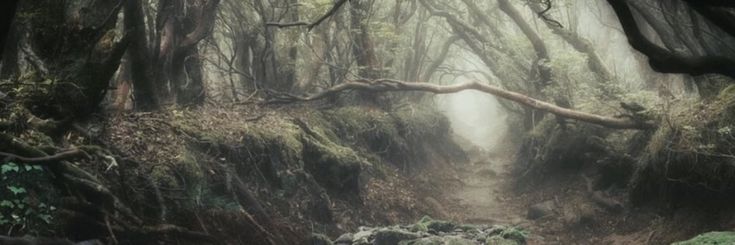 a path in the middle of a forest with trees on both sides and light at the end