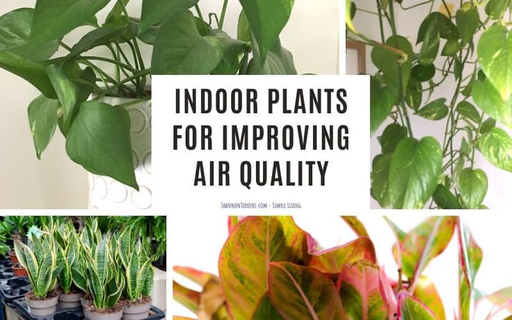 indoor plants for imppoing air quality