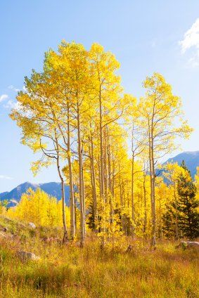 the trees are yellow and green in the mountains